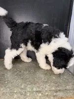 Ori, a male Sheepadoodle for sale in Anaheim, CA – 5 of 9