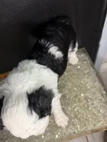 Comet, a male Sheepadoodle for sale in Anaheim, CA – 5 of 7