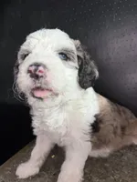 Atlas, a female Sheepadoodle for sale in Anaheim, CA – 3 of 6