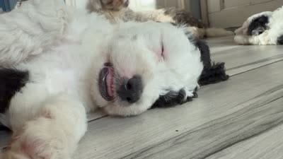 Cosmo, a male Sheepadoodle for sale in Anaheim, CA – 5 of 10