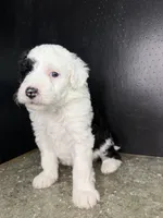 Orion, a male Sheepadoodle for sale in Anaheim, CA – 2 of 7