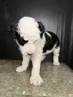 Comet, a male Sheepadoodle for sale in Anaheim, CA – 3 of 7
