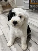 Ori, a male Sheepadoodle for sale in Anaheim, CA – 9 of 9