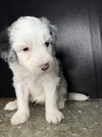 Sirius, a male Sheepadoodle for sale in Anaheim, CA – 2 of 7