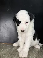 Comet, a male Sheepadoodle for sale in Anaheim, CA – 4 of 7