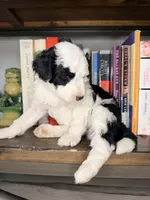 Comet, a male Sheepadoodle for sale in Anaheim, CA – 1 of 7