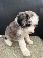 Stella, a female Sheepadoodle for sale in Anaheim, CA – 4 of 6