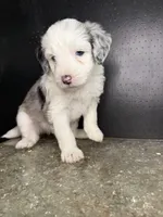 Sirius, a male Sheepadoodle for sale in Anaheim, CA – 3 of 7