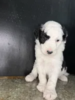 Comet, a male Sheepadoodle for sale in Anaheim, CA – 7 of 7