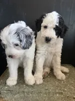 Cosmo, a male Sheepadoodle for sale in Anaheim, CA – 6 of 6
