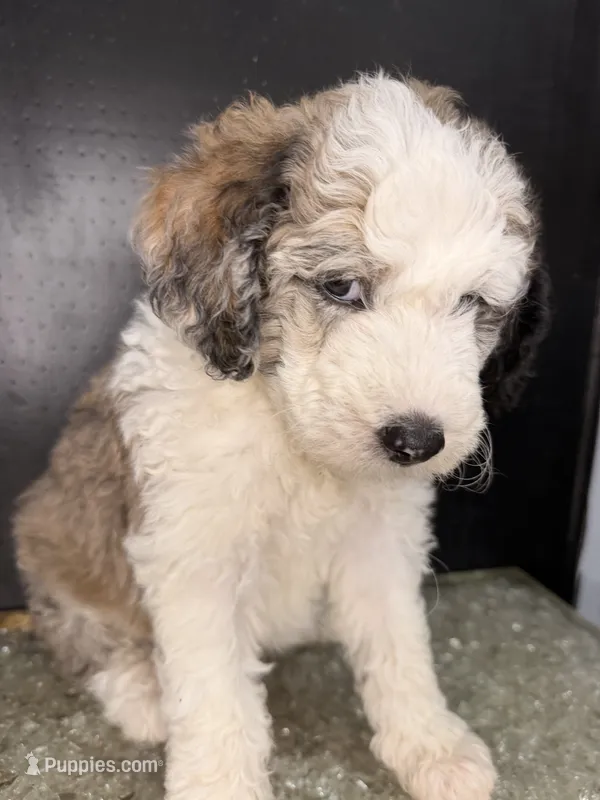Atlas – Sheepadoodle puppy for sale in Anaheim, CA
