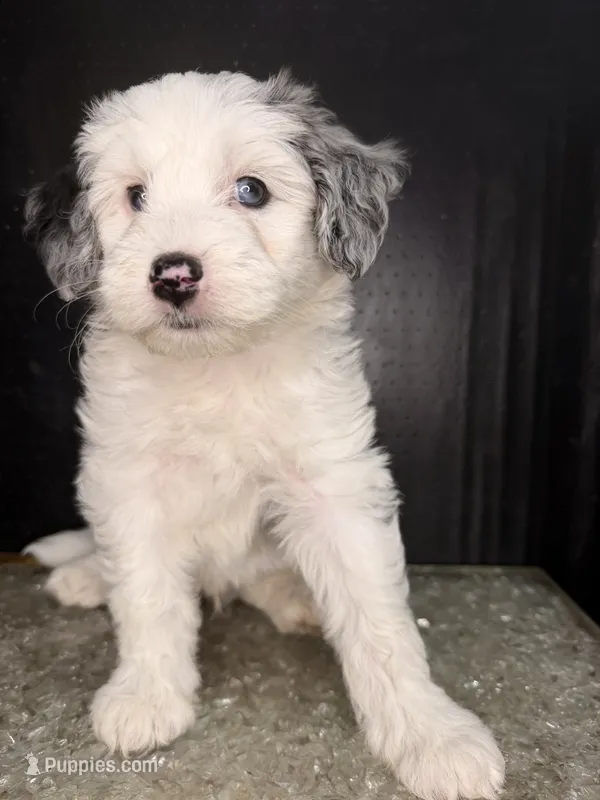 Sirius – Sheepadoodle puppy for sale in Anaheim, CA