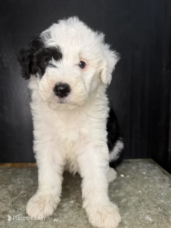 Ori – Sheepadoodle puppy for sale in Anaheim, CA