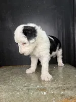 Comet, a male Sheepadoodle for sale in Anaheim, CA – 2 of 7