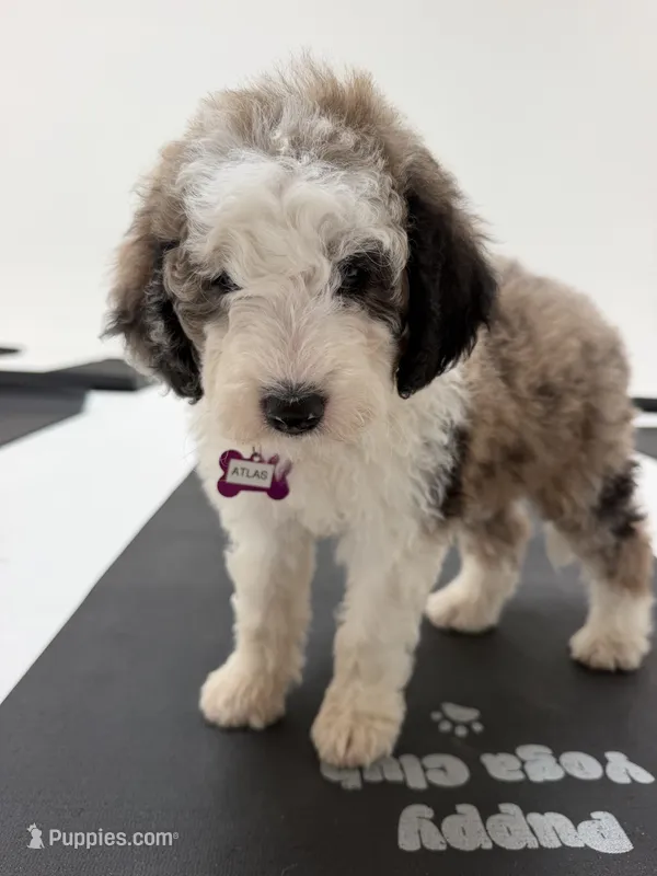 Atlas – Sheepadoodle puppy for sale in Anaheim, CA
