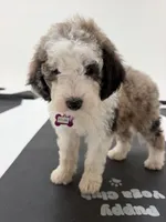 Atlas, a female Sheepadoodle for sale in Anaheim, CA – 1 of 9