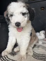 Atlas, a female Sheepadoodle for sale in Anaheim, CA – 7 of 9