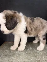 Atlas, a female Sheepadoodle for sale in Anaheim, CA – 3 of 9