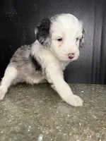 Sirius, a male Sheepadoodle for sale in Anaheim, CA – 7 of 7