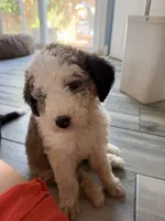 Atlas, a female Sheepadoodle for sale in Anaheim, CA – 6 of 9