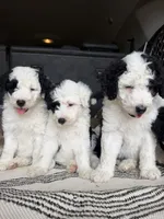 Ori, a male Sheepadoodle for sale in Anaheim, CA – 6 of 9