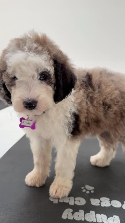 Atlas, a female Sheepadoodle for sale in Anaheim, CA – 9 of 9