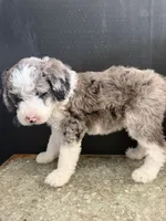 Stella, a female Sheepadoodle for sale in Anaheim, CA – 2 of 6