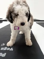 Atlas, a female Sheepadoodle for sale in Anaheim, CA – 4 of 9