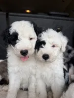 Ori, a male Sheepadoodle for sale in Anaheim, CA – 2 of 9