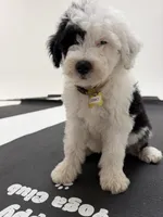 Comet, a male Sheepadoodle for sale in Anaheim, CA – 2 of 9