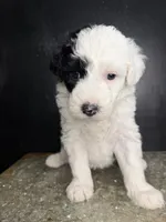 Orion, a male Sheepadoodle for sale in Anaheim, CA – 6 of 7