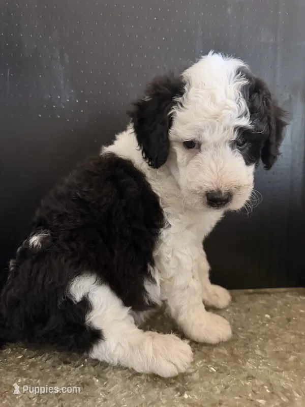 Cosmo – Sheepadoodle puppy for sale in Anaheim, CA