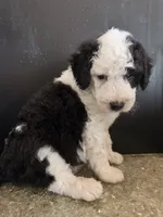 Cosmo, a male Sheepadoodle for sale in Anaheim, CA – 1 of 6