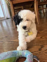 Comet, a male Sheepadoodle for sale in Anaheim, CA – 4 of 9