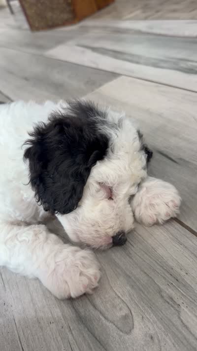 Cosmo, a male Sheepadoodle for sale in Anaheim, CA – 8 of 10