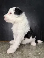 Comet, a male Sheepadoodle for sale in Anaheim, CA – 6 of 7