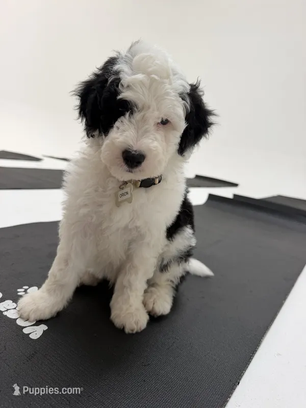 Comet – Sheepadoodle puppy for sale in Anaheim, CA