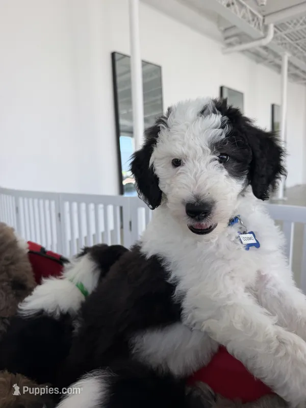 Cosmo – Sheepadoodle puppy for sale in Anaheim, CA