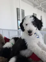 Cosmo, a male Sheepadoodle for sale in Anaheim, CA – 1 of 10