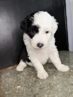 Orion, a male Sheepadoodle for sale in Anaheim, CA – 7 of 7