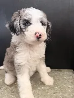 Stella, a female Sheepadoodle for sale in Anaheim, CA – 5 of 6