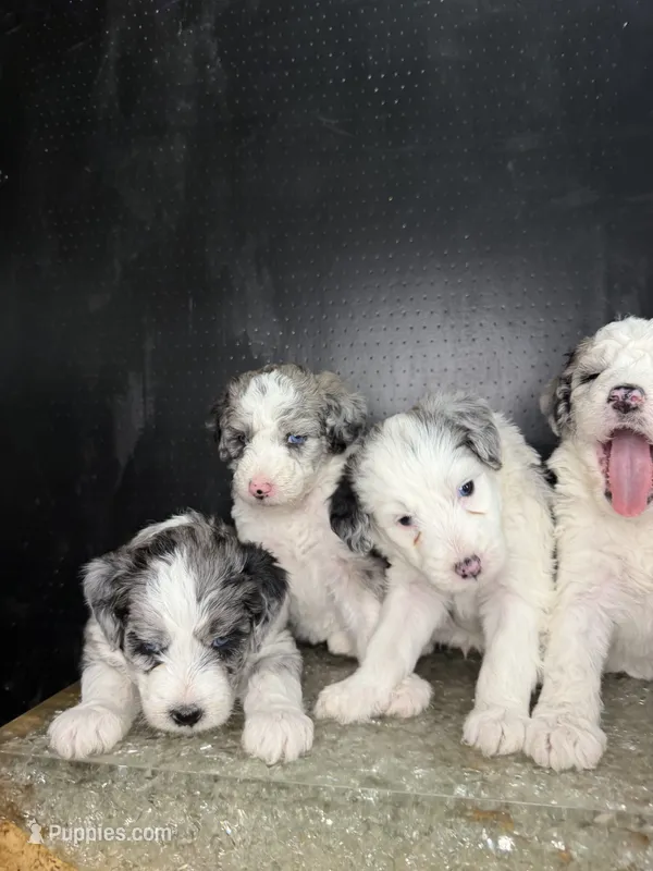Sirius – Sheepadoodle puppy for sale in Anaheim, CA