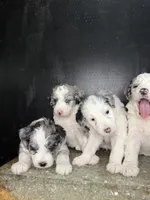 Sirius, a male Sheepadoodle for sale in Anaheim, CA – 1 of 7