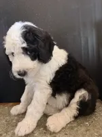 Cosmo, a male Sheepadoodle for sale in Anaheim, CA – 2 of 6
