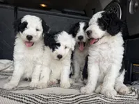 Ori, a male Sheepadoodle for sale in Anaheim, CA – 3 of 9