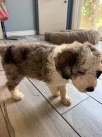 Atlas, a female Sheepadoodle for sale in Anaheim, CA – 5 of 9
