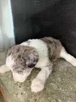 Atlas, a female Sheepadoodle for sale in Anaheim, CA – 4 of 6