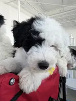 Comet, a male Sheepadoodle for sale in Anaheim, CA – 5 of 9