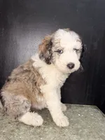 Atlas, a female Sheepadoodle for sale in Anaheim, CA – 8 of 9