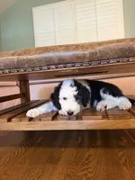 Cosmo, a male Sheepadoodle for sale in Anaheim, CA – 2 of 10